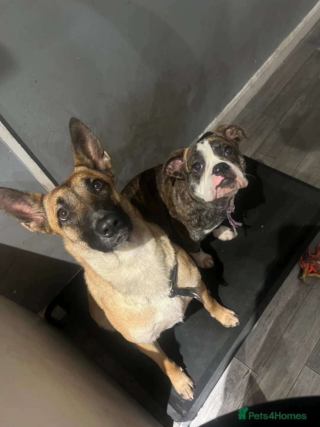 Dorset Olde Tyme Bulldogge dogs for sale: Dorset olde tyme bulldog  in Grimsby - Advert 2