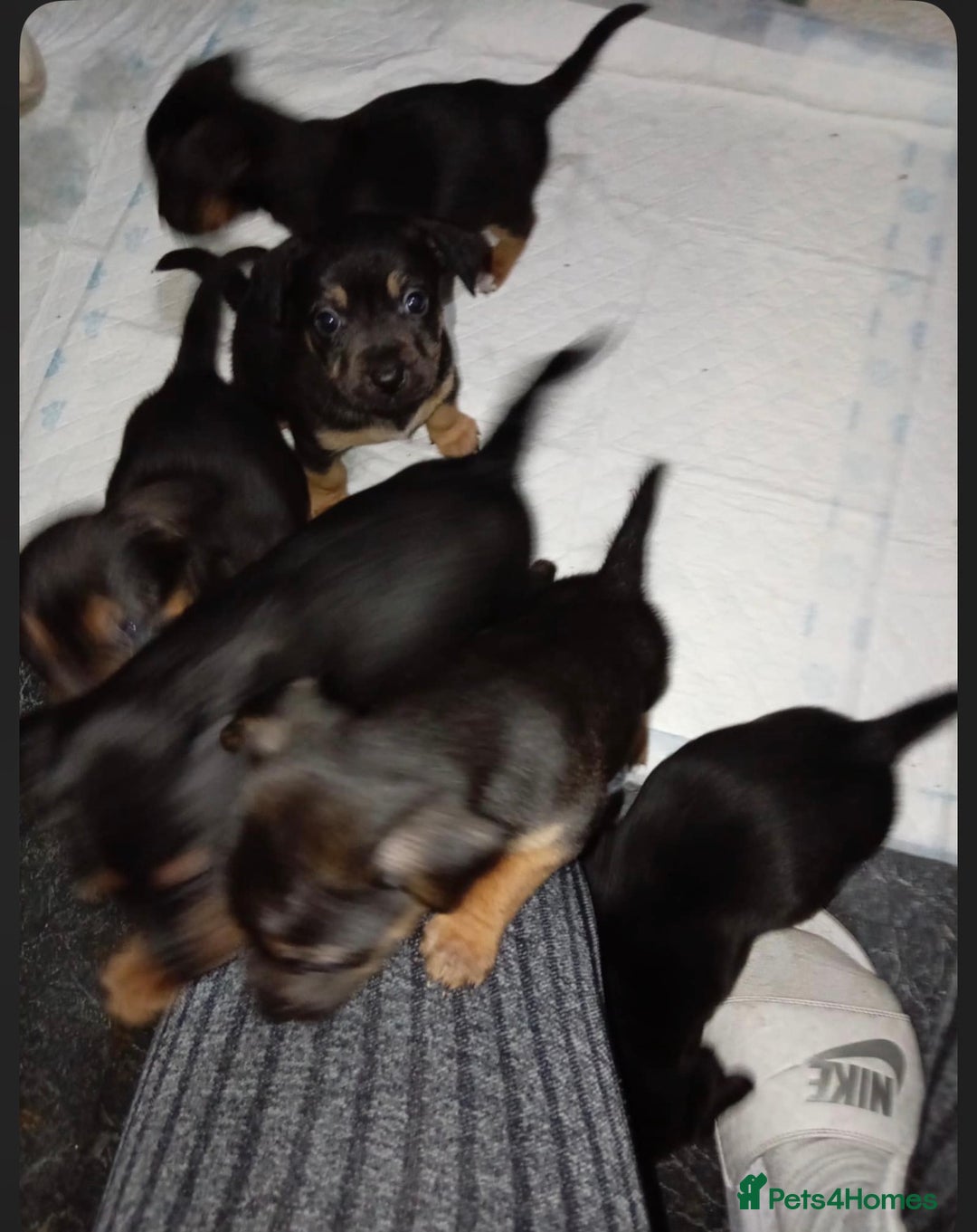 Mixed Breed dogs for sale: Patterjack x staffy puppies available  - Advert 4
