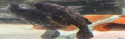 Plecos fish for sale: Adonis Pleco. 30cm.  - Advert 4