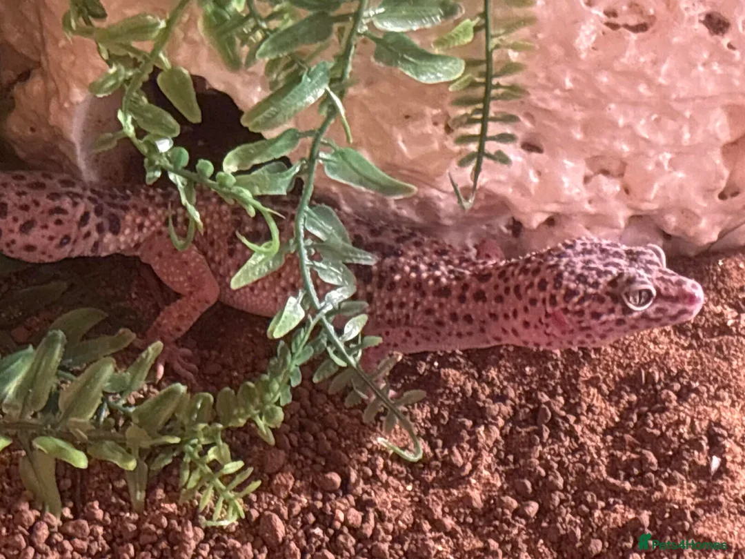 Mixed Breed reptiles for sale: Reptile bundle for sale - Advert 1