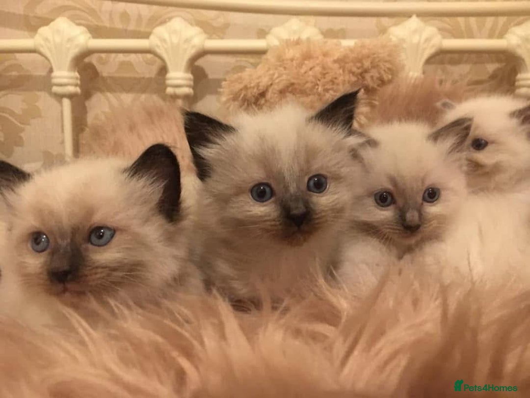 Ragdoll cats for sale: Ragdoll kittens - Image 4