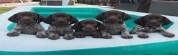 German Shorthaired Pointer dogs for sale: Exceptional KC German Shorthair Puppies  in Macclesfield - Advert 7