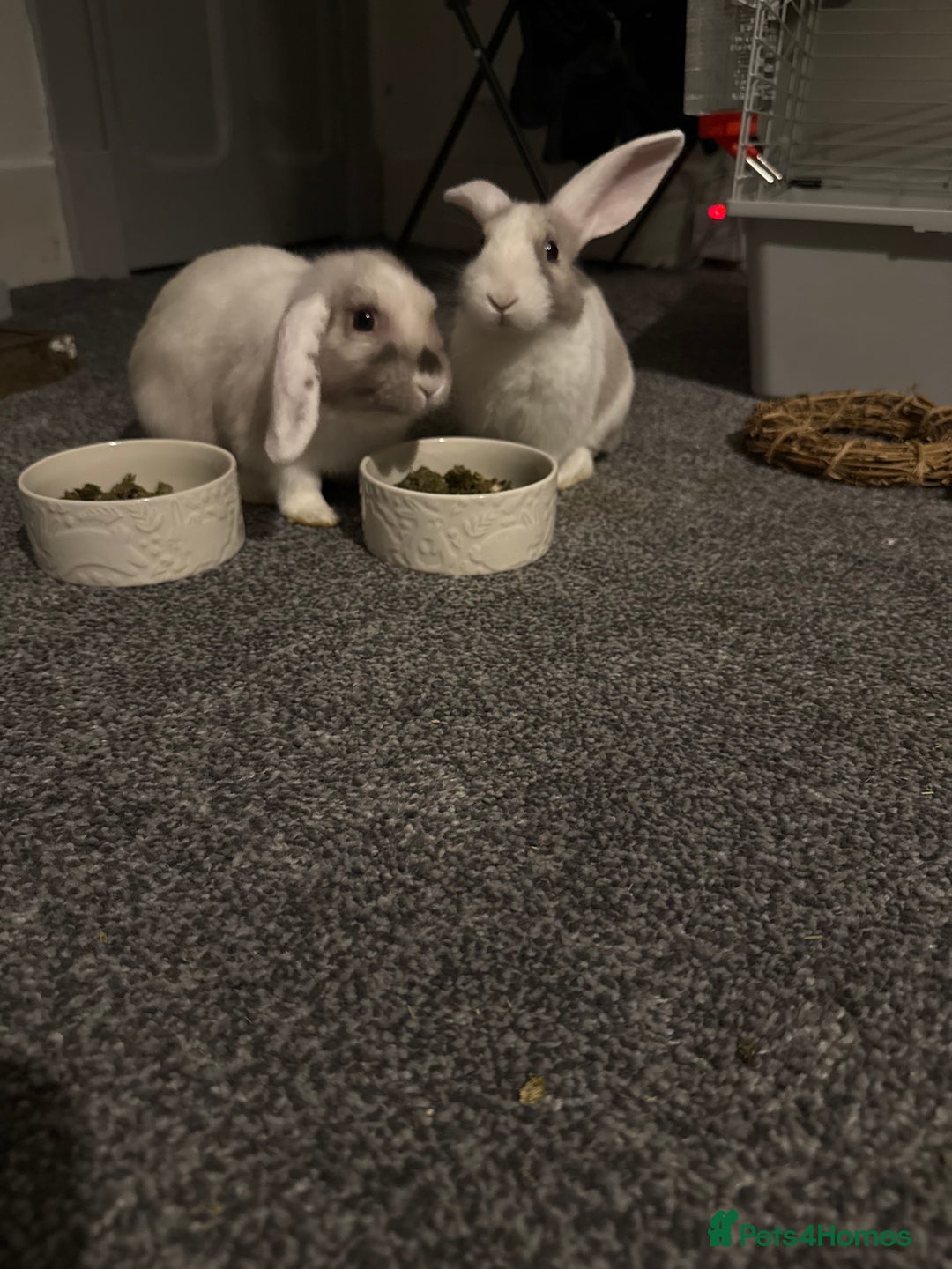 Mini Lop rabbits for sale: 2 rabbits for sale  - Advert 4
