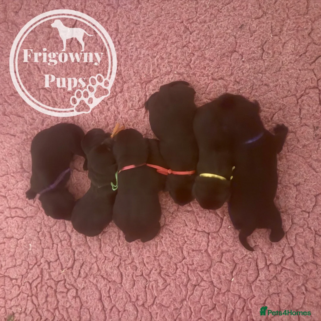 Labrador Retriever dogs for sale: 🖤 Quality RKC Labrador Puppies 🖤 Ready July 🖤 - Advert 31
