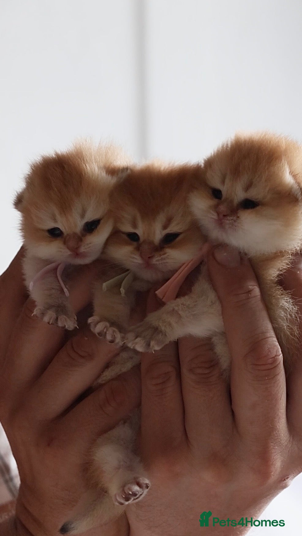 British Shorthair cats ✨Exclusive Golden BSH babies teddy bear type🧸✨ - Advert 2