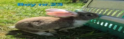 Continental Giant rabbits for sale: Pure Continental Giant Vaccinated  - Advert 22