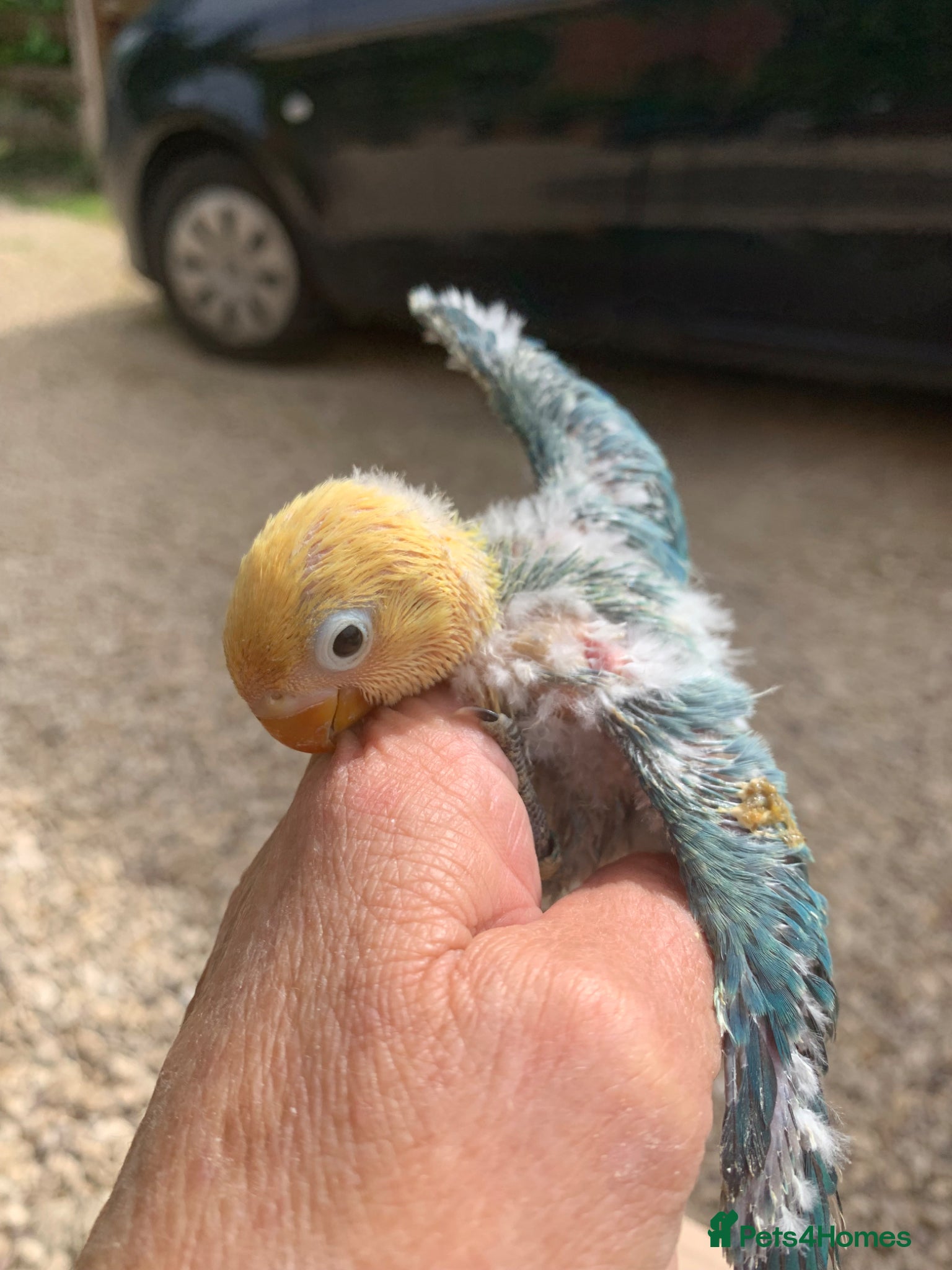 Lovebirds birds Fisher Lovebird chicks ready in 3 wks Worcs  - Advert 2