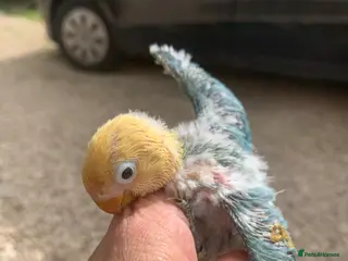 Lovebirds birds Fisher Lovebird turquoise opaline DNA tested - Advert 14