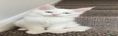 Maine Coon Kitten 1