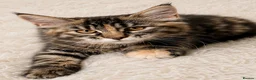 Maine Coon cats for sale: 🤩Sweet Lion Brown Torbie & White Tabby Maine Coon - Advert 2