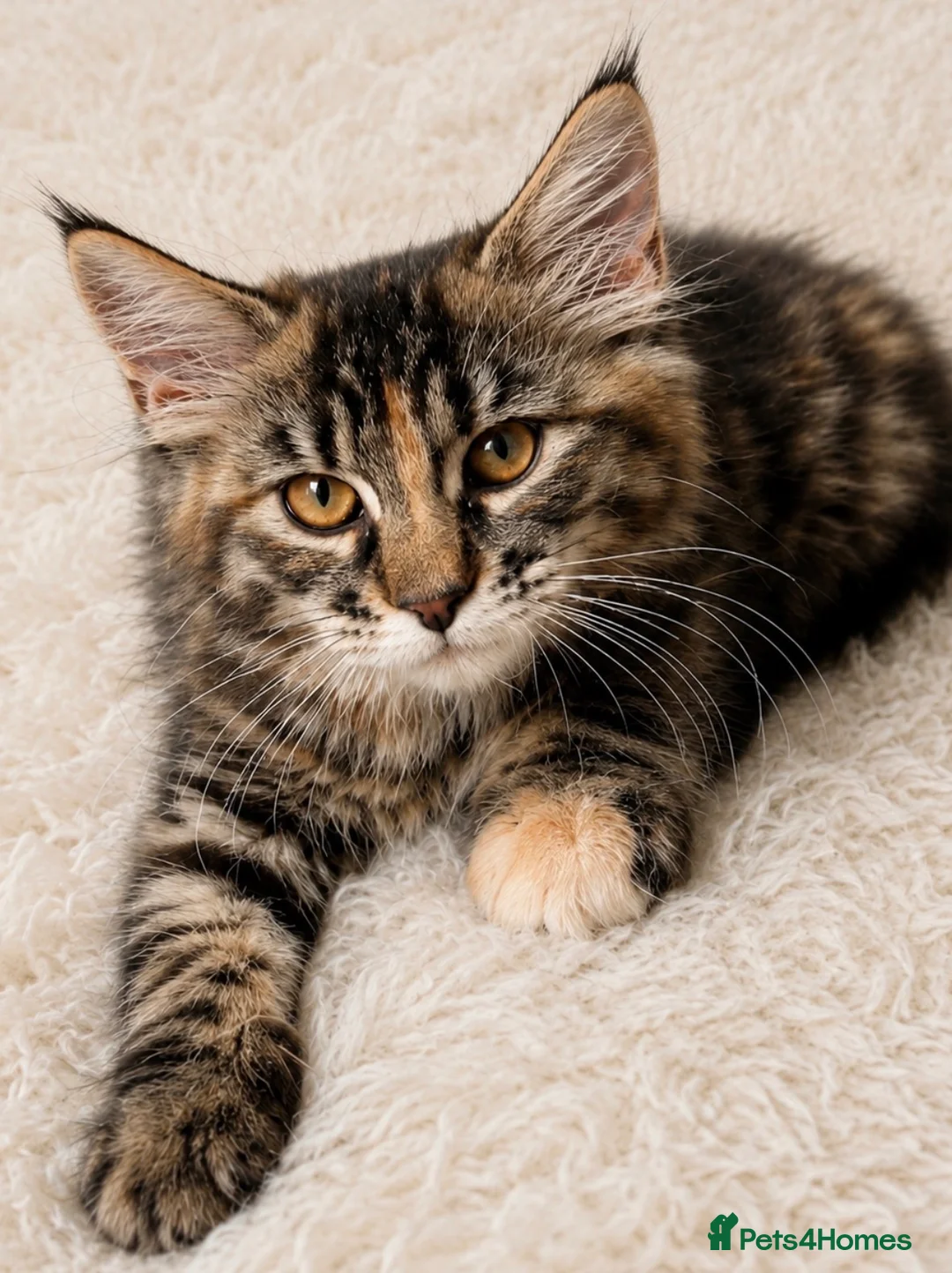 Maine Coon cats for sale: 🤩Sweet Lion Brown Torbie & White Tabby Maine Coon - Advert 2