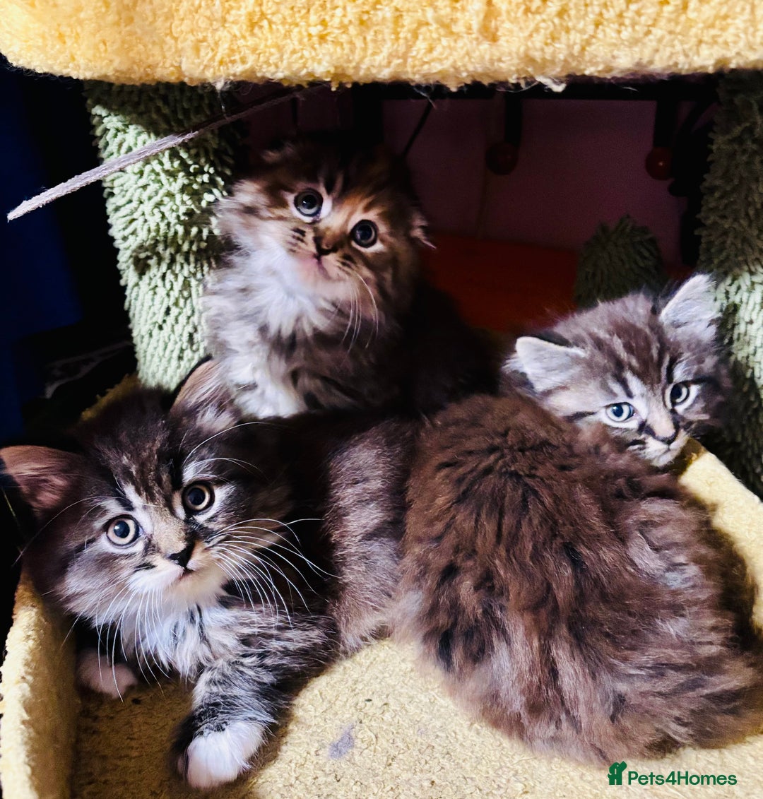 Scottish Fold cats for sale: Scotich fold long hair  - Image 2