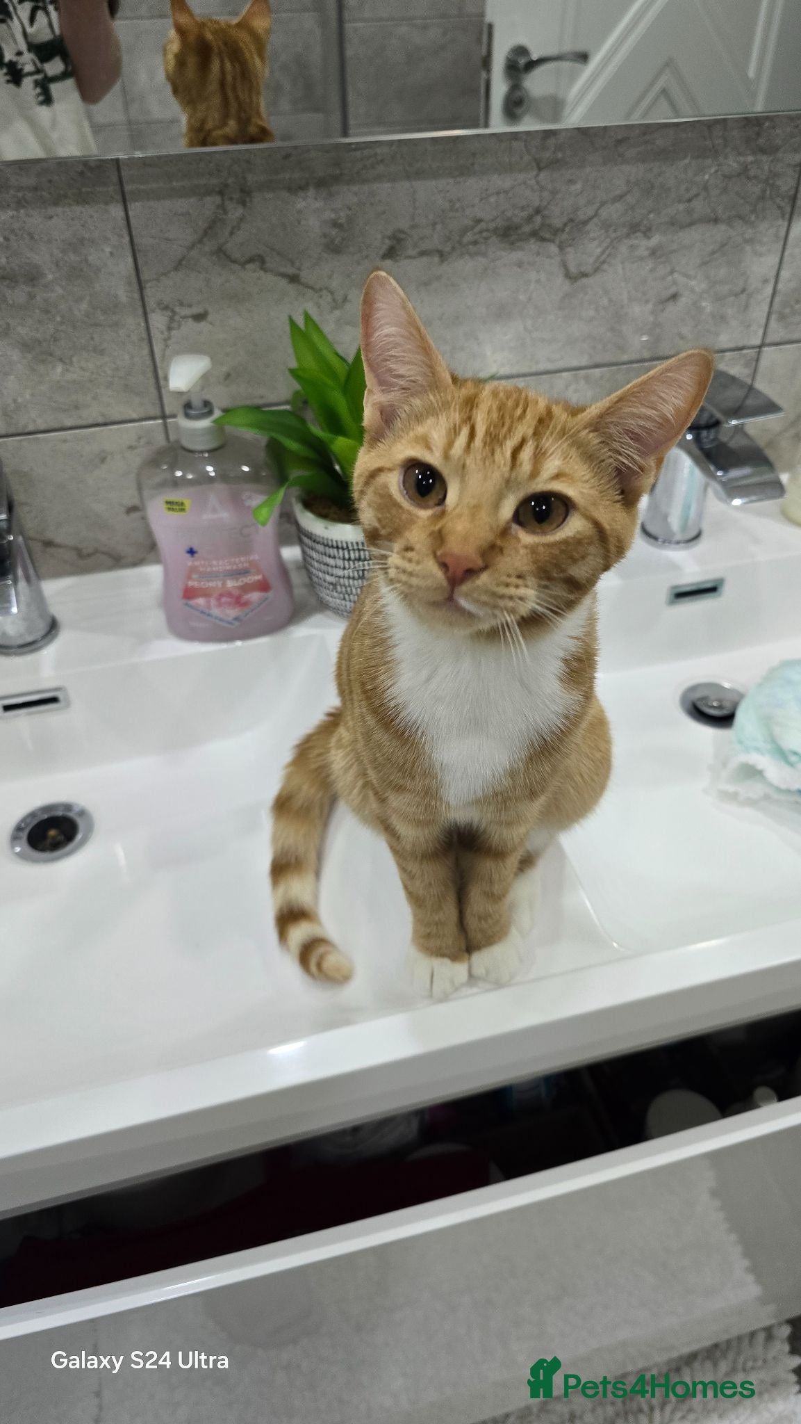 Mixed Breed cats 8 kitten looking for new forever homes  - Advert 1
