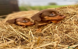 Dachshund dogs for sale: Male dachshund  - Image 5