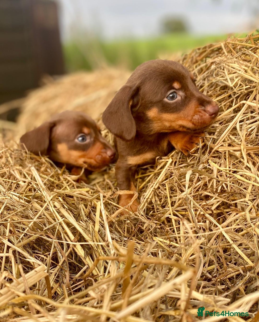 Dachshund dogs for sale: Male dachshund  - Image 5