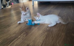 Mixed Breed cats for sale: SweetPlayfulKitten–Socialised with Dog 😻 - Image 13