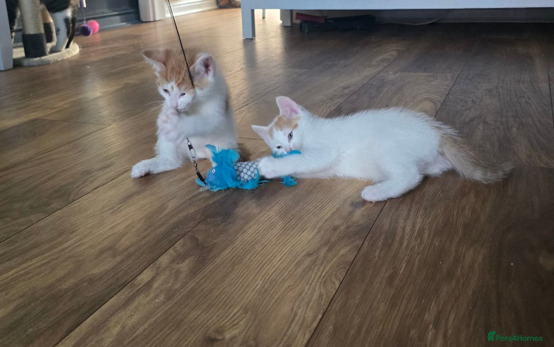Mixed Breed cats for sale: SweetPlayfulKitten–Socialised with Dog 😻 - Image 13