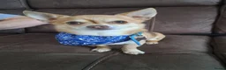 Chihuahua dogs for stud: Beautiful Male Chihuahua for stud - Advert 1