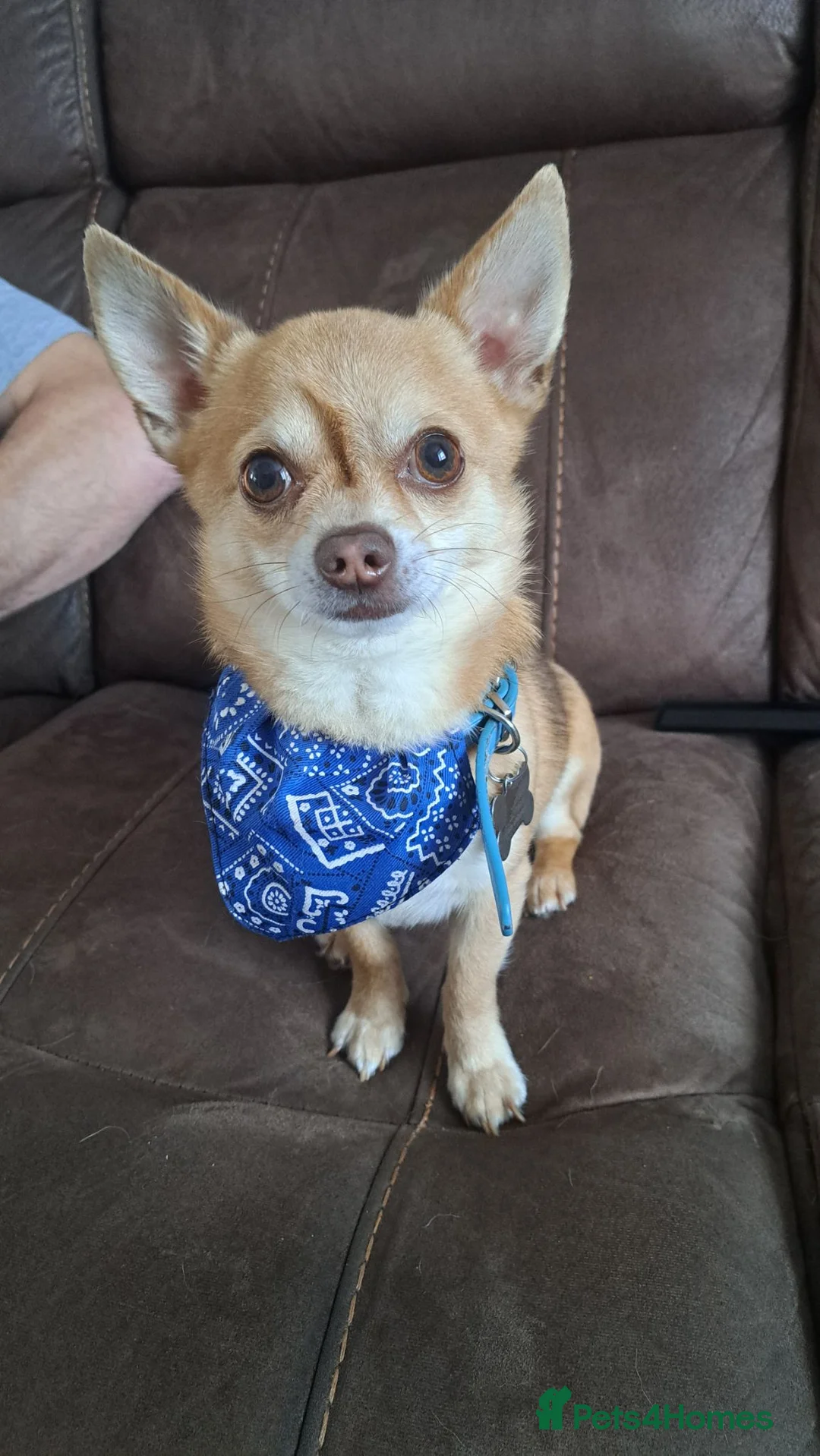 Chihuahua dogs for stud: Beautiful Male Chihuahua for stud - Advert 1
