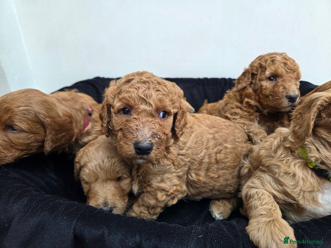 Goldendoodle dogs for sale: Beautiful F1B Goldendoodle Puppies DNA tested - Image 3