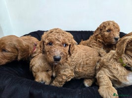 Goldendoodle dogs - Advert 2