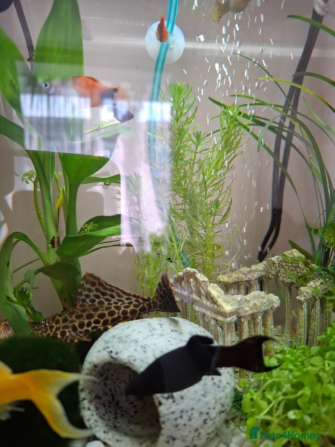 Plecos fish for sale: Free pleco - Image 2