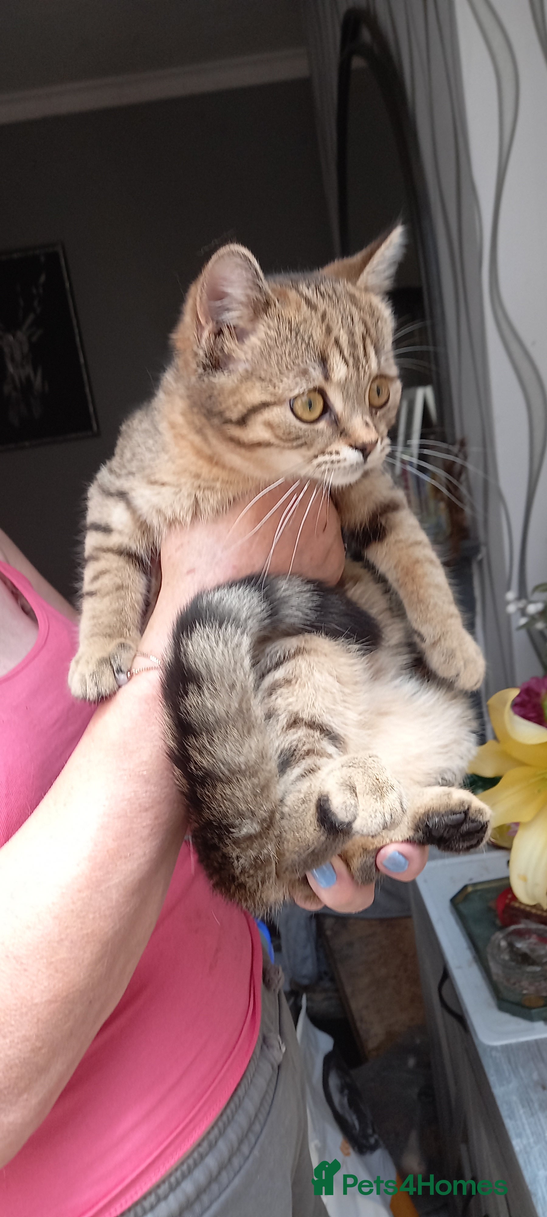 Mixed Breed cats  British shorthair X Siberian - Advert 21