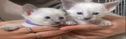 Siamese cats for sale: Full Siamese lilac/blue points kittens  - Advert 5