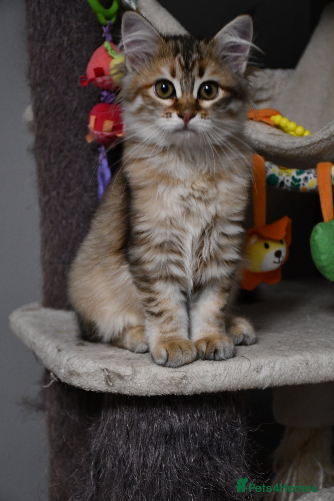 Siberian cats for sale: Siberian From Tunguska House Cattery - Advert 12