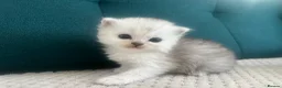 Persian cats for sale: Beautiful Purebred Persian Kittens for Sale - Advert 20