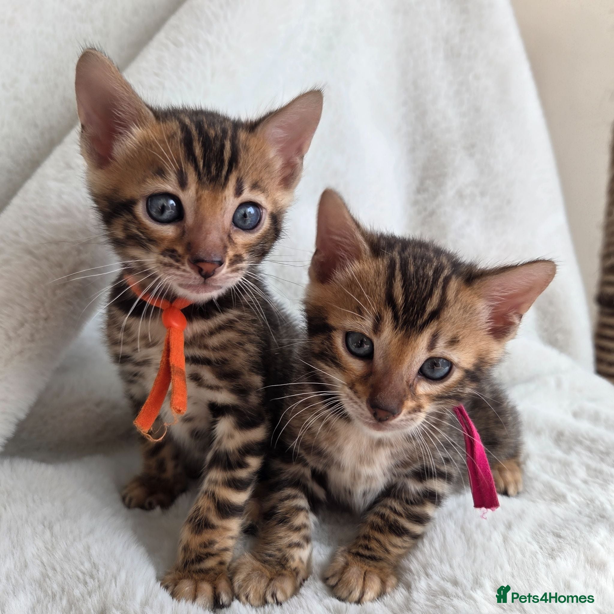 Bengal cats ⚜️Bengal kittens Tica registered ⚜️ - Advert 17