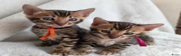 Bengal cats for sale: ⚜️Bengal kittens Tica registered ⚜️ - Advert 19