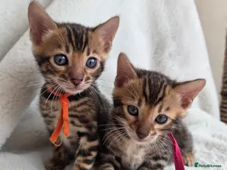 Bengal cats ⚜️Bengal kittens Tica registered ⚜️ - Advert 17