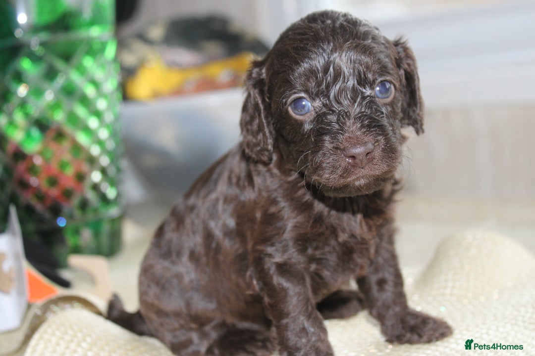 Cavapoo dogs for sale: Iconic cavapoo litter health tested parentage  - Advert 11