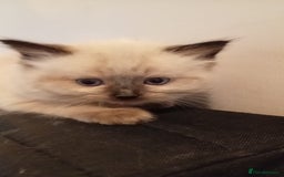 Ragdoll cats for sale: 6 ragdoll kittens  - Image 11