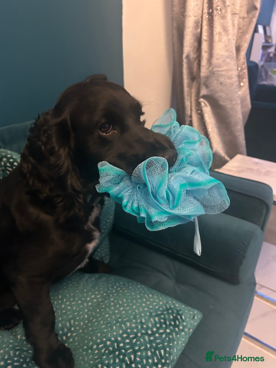 Cocker Spaniel dogs for sale: Male Working cocker spaniel age 1 - Advert 2