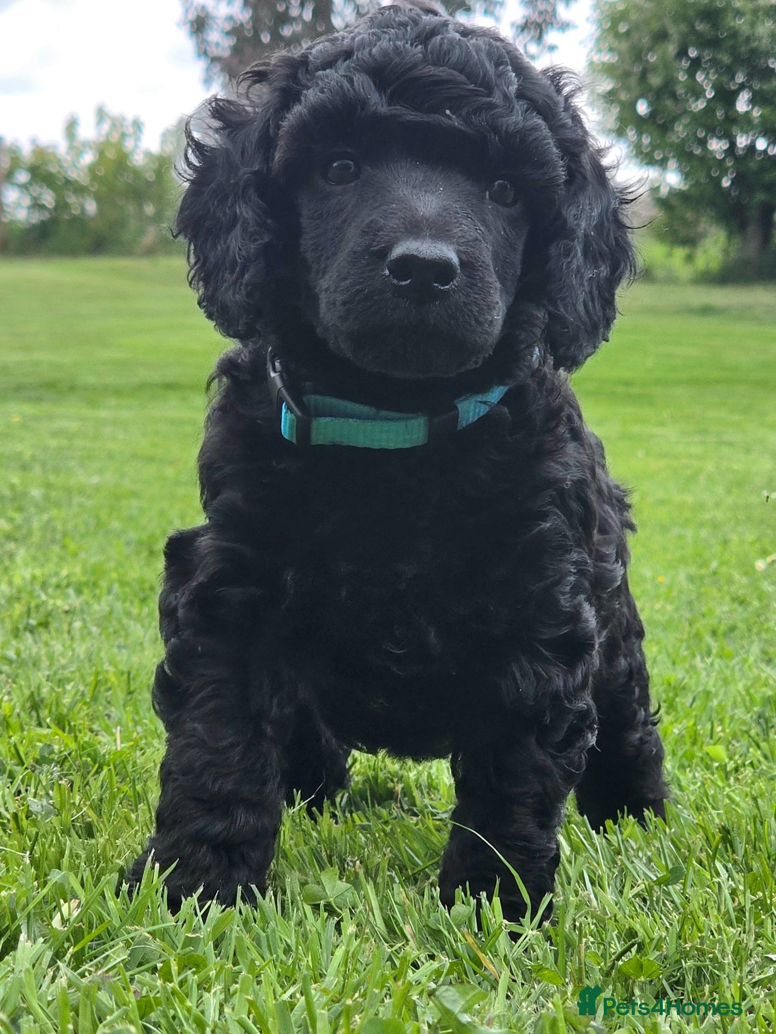 Poodle dogs for sale: Exceptional health tested Moyen Poodles  - Advert 12