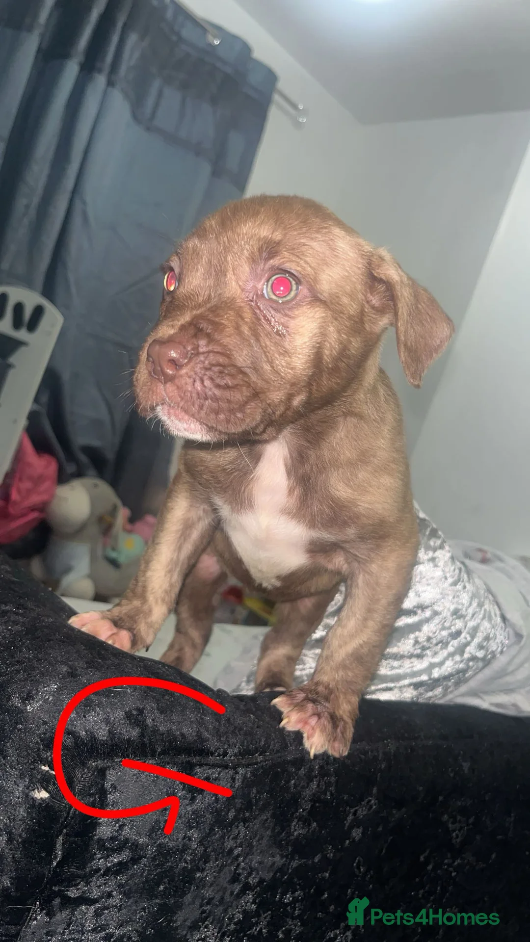 Mixed Breed dogs for sale:  Chunky Staffy x Cane Corso Puppies  - Advert 11