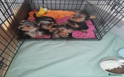 Yorkshire Terrier dogs for sale: Adorable Yorkshire Terrier puppies for sale - Image 4