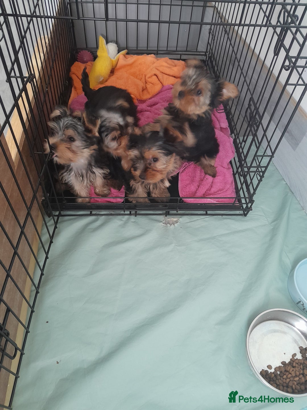 Yorkshire Terrier dogs for sale: Adorable Yorkshire Terrier puppies for sale - Image 4