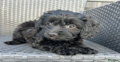 Mixed Breed dogs - Advert 6