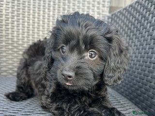 Mixed Breed dogs - Advert 3