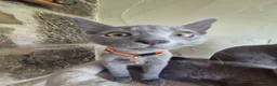Russian Blue cats for sale: Beautiful Russian Blue kittens - Advert 8