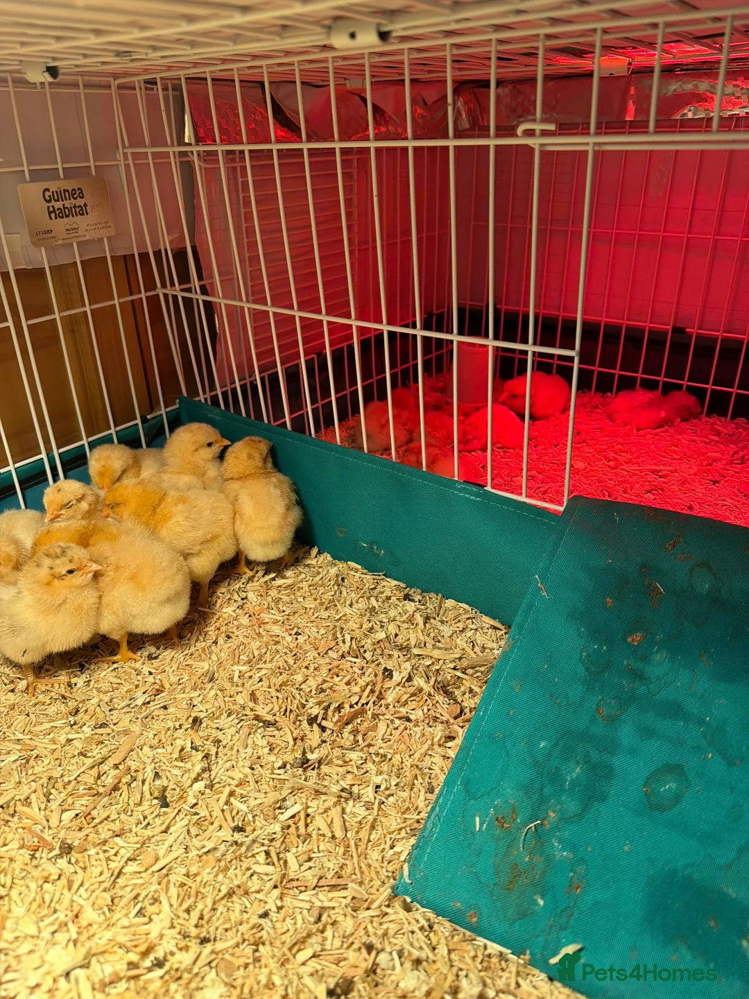 Chickens poultry for sale: From Day olds buff Orpingtons and banthams avail  - Advert 2