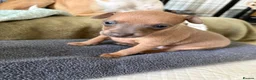 Italian Greyhound dogs for sale: Italian greyhound puppies  in Horsham - Advert 4