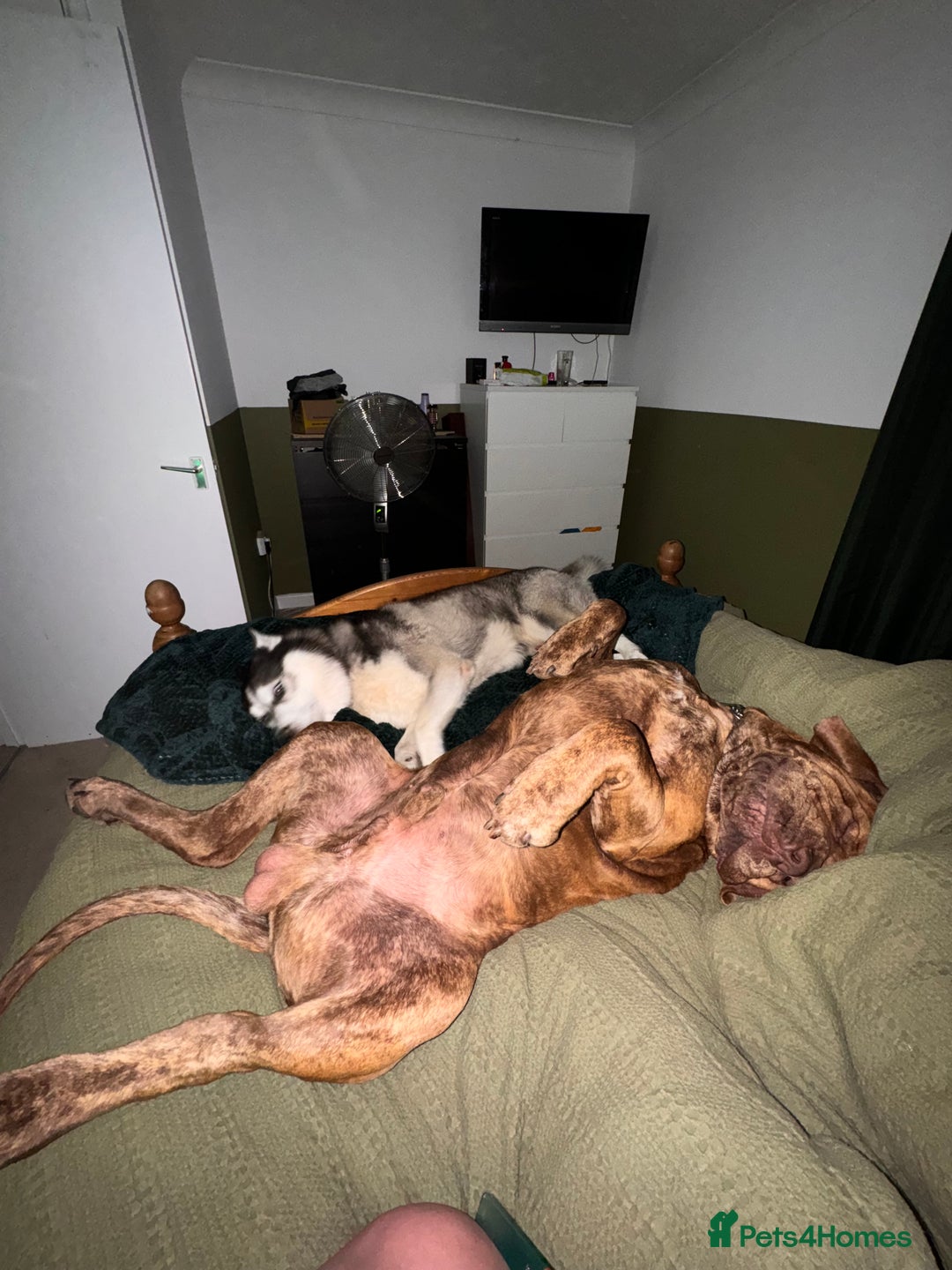 Mixed Breed dogs for sale: Rufus cross breed of mastiff  - Advert 5