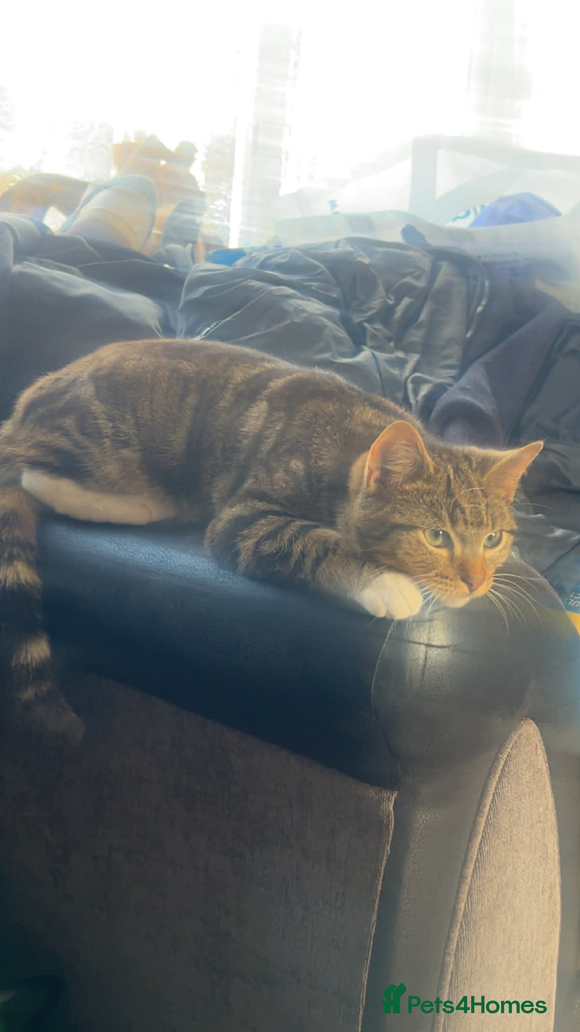 Mixed Breed cats Male cat  - Advert 5