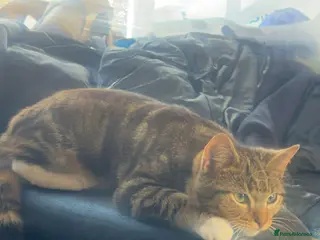 Mixed Breed cats Male cat - Advert 6