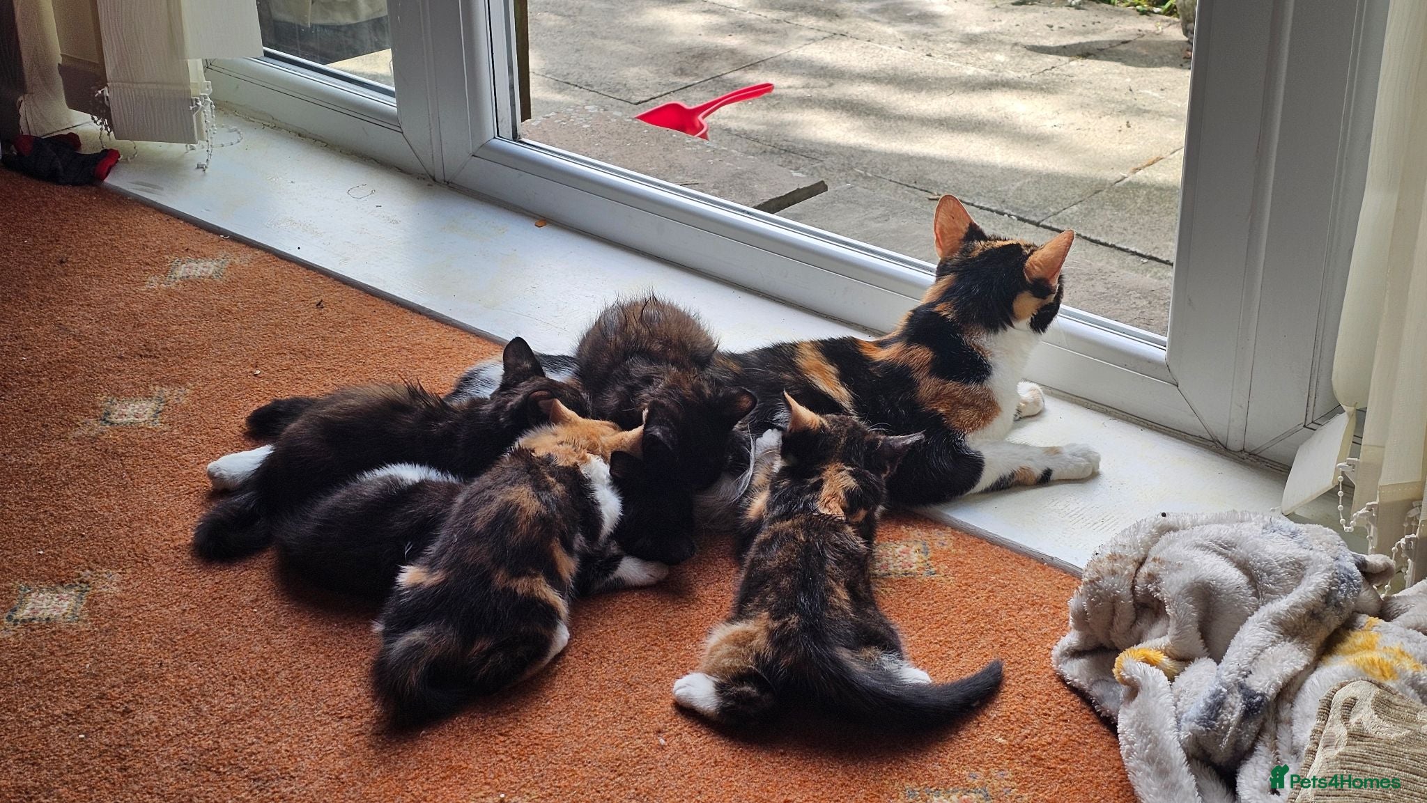 Mixed Breed cats Beautiful kittens 10 weeks old - Advert 1