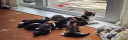 Mixed Breed cats for sale: Beautiful kittens 10 weeks old - Advert 2